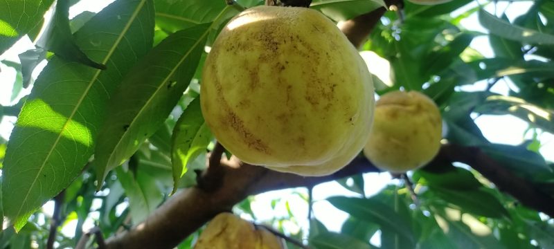 山东菏泽映霜红桃，个大脆甜桃风味浓，生态有机种植无公害果