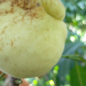 山东菏泽映霜红桃，个大脆甜桃风味浓，生态有机种植无公害果