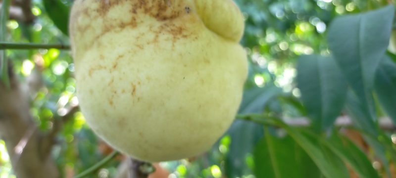 山东菏泽映霜红桃，个大脆甜桃风味浓，生态有机种植无公害果