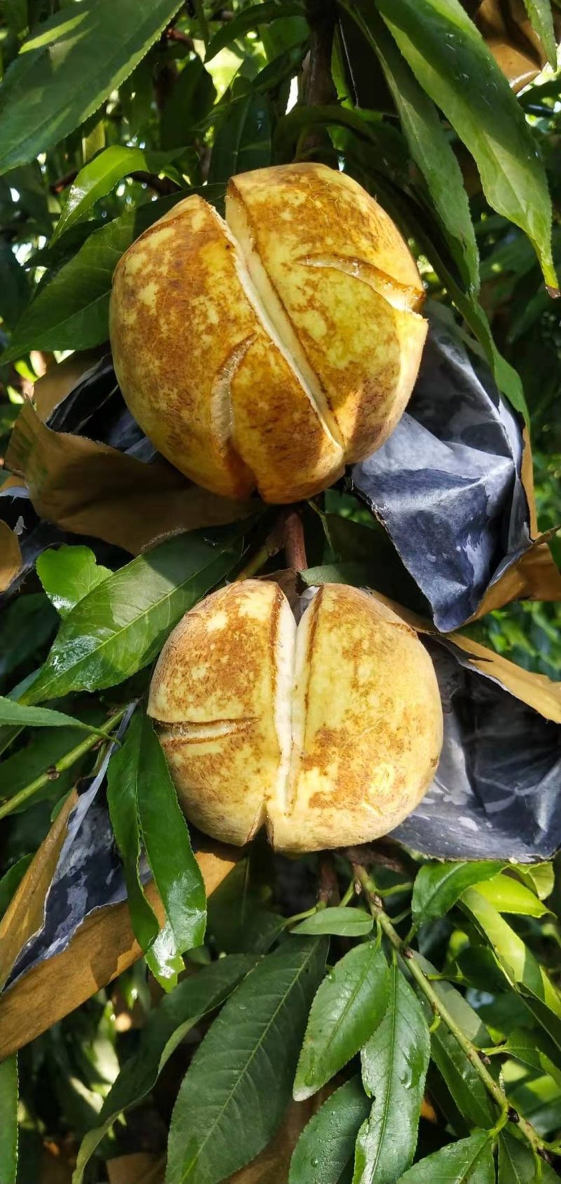 山东菏泽映霜红桃，个大脆甜桃风味浓，生态有机种植无公害果