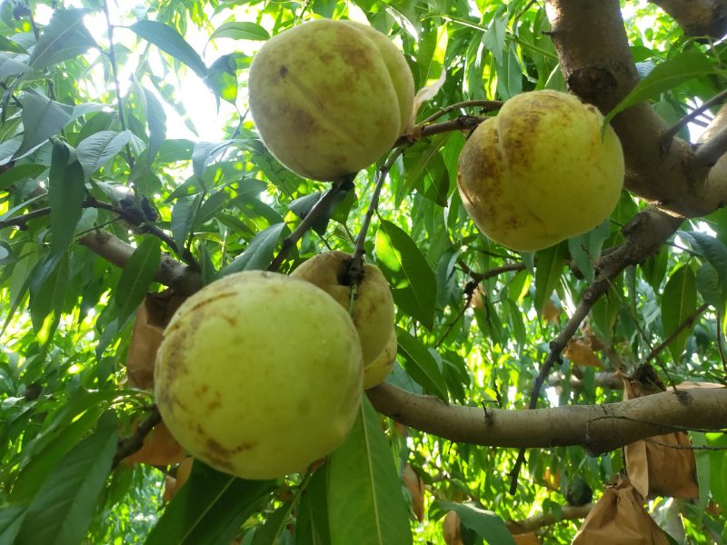 山东菏泽映霜红桃，个大脆甜桃风味浓，生态有机种植无公害果