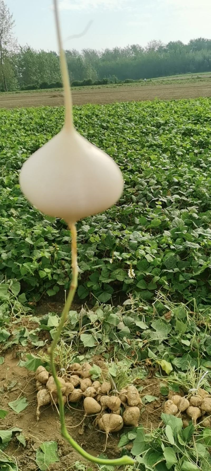 脆甜的凉薯又名地瓜