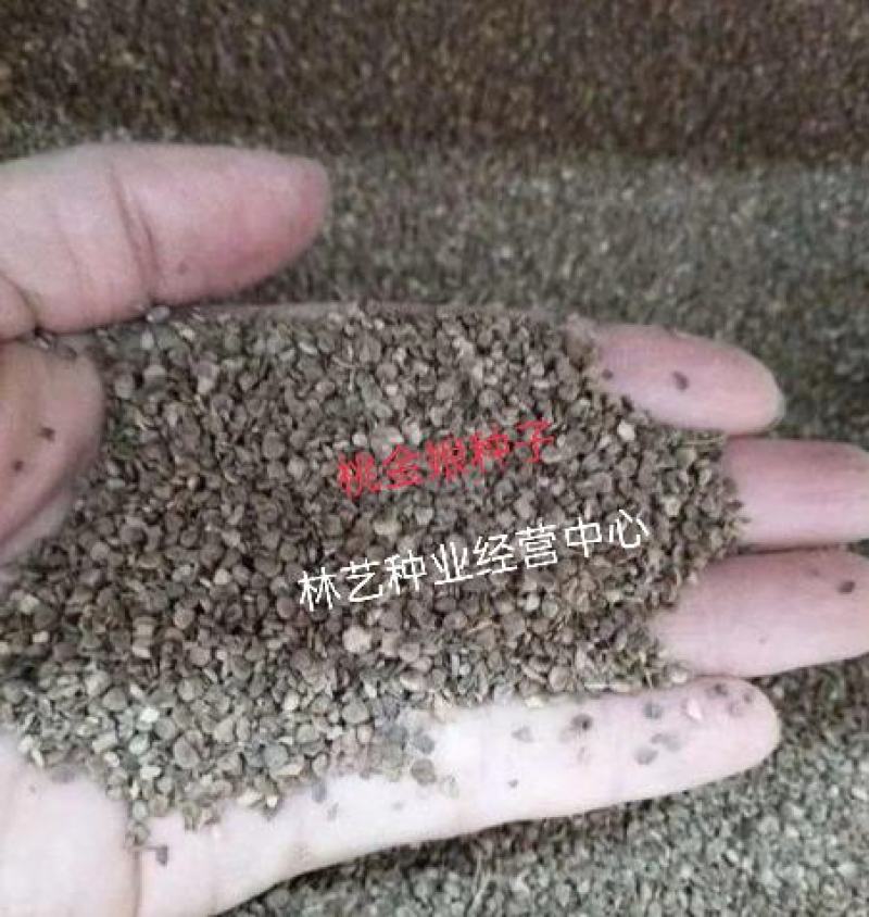 桃金娘种子桃金娘树种子绿化苗木种子桃金娘苗种子