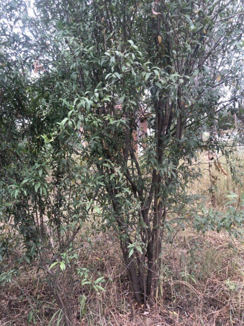 丛生石榴石榴树丛生石榴树基地现挖现发全国发货