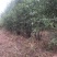 丛生石榴石榴树丛生石榴树基地现挖现发全国发货