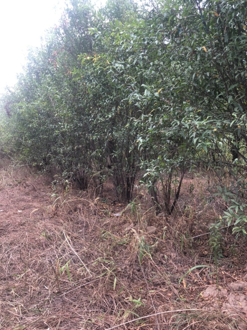 丛生石榴石榴树丛生石榴树基地现挖现发全国发货