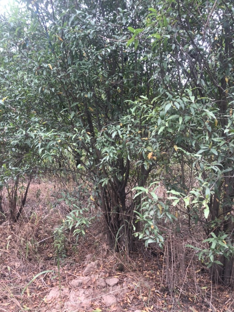 丛生石榴石榴树丛生石榴树基地现挖现发全国发货