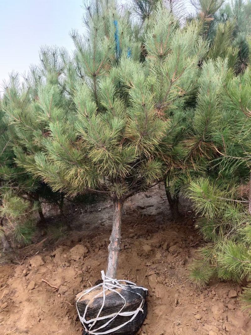 辽宁圃地油松树枝条密实无枯枝沙地苗爱成活
