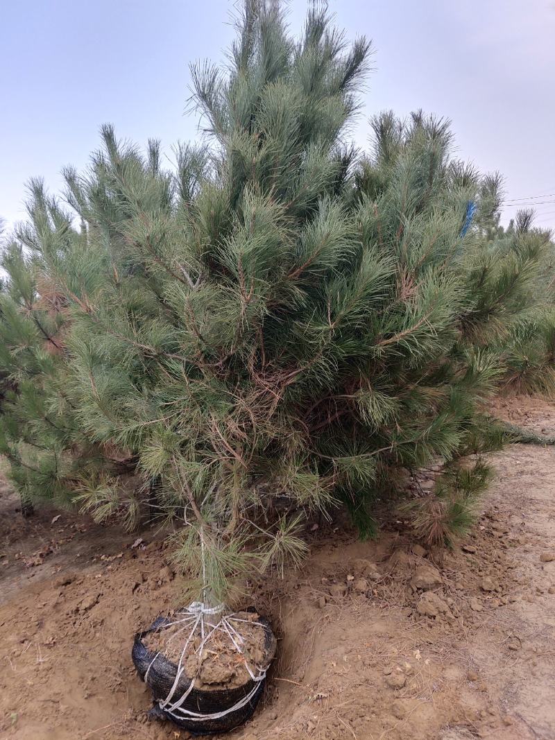 辽宁圃地油松树枝条密实无枯枝沙地苗爱成活