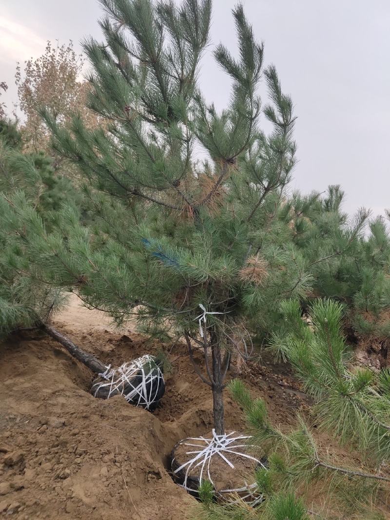 辽宁圃地油松树枝条密实无枯枝沙地苗爱成活