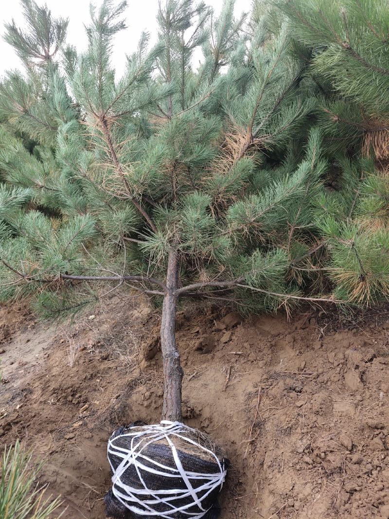辽宁圃地油松树枝条密实无枯枝沙地苗爱成活