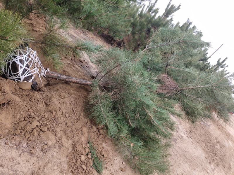 辽宁圃地油松树枝条密实无枯枝沙地苗爱成活