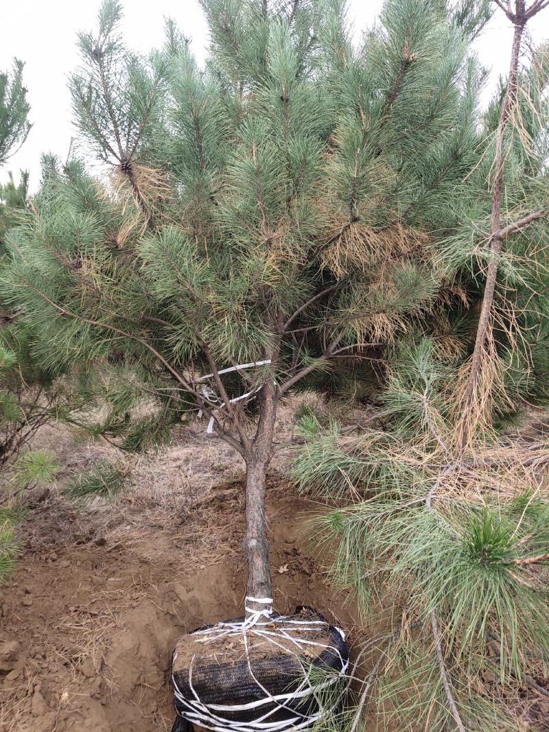 辽宁圃地油松树枝条密实无枯枝沙地苗爱成活