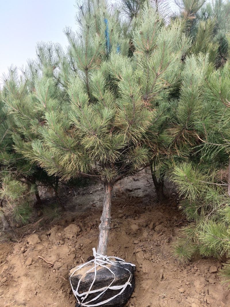 辽宁圃地油松树枝条密实无枯枝沙地苗爱成活