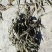 贵州高原野生中药材，紫珠叶，自然晒干，无硫