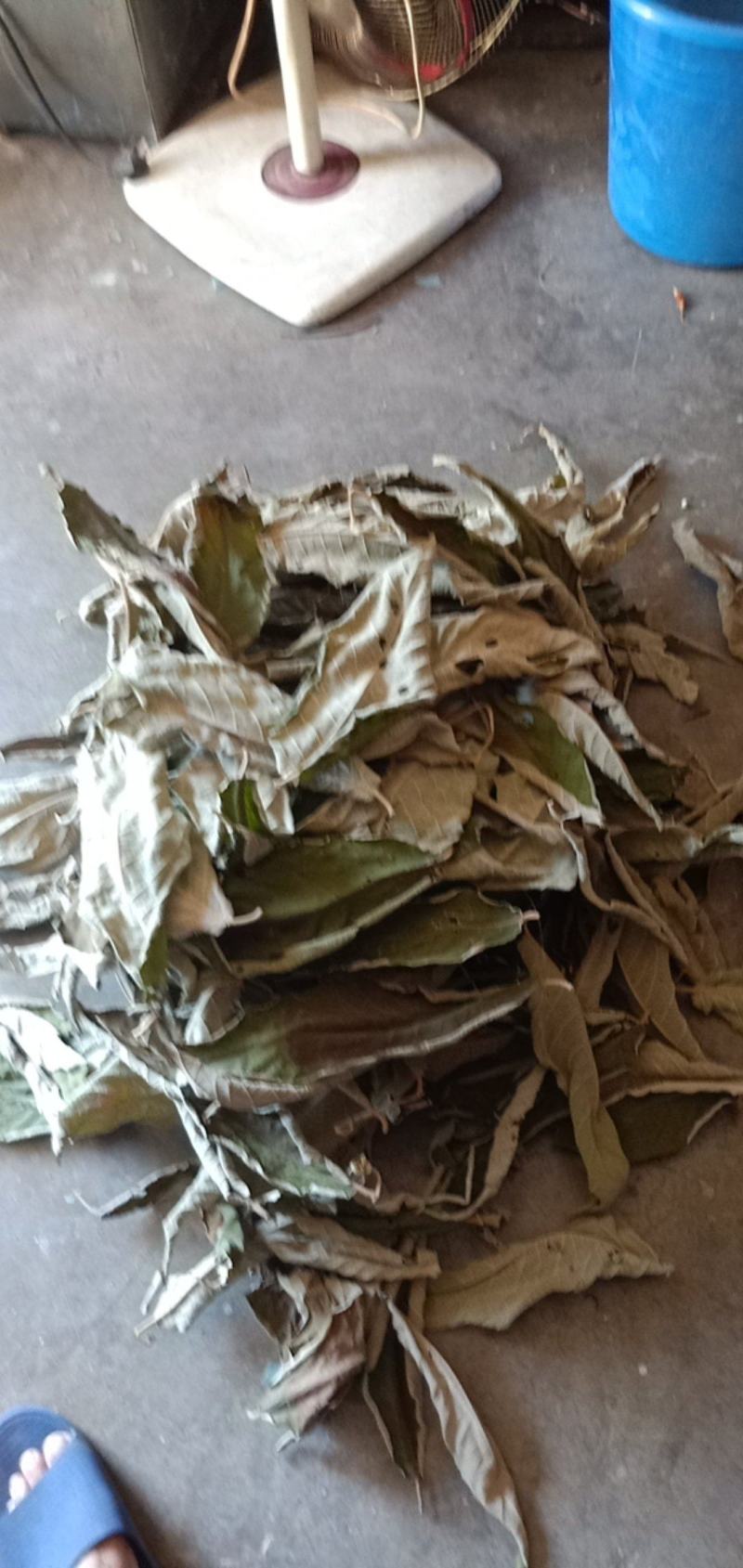 贵州高原野生中药材，紫珠叶，自然晒干，无硫