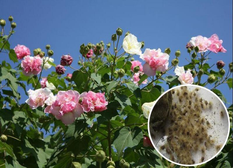 新采木芙蓉种子芙蓉花拒霜花地芙蓉春播秋播多年生花卉种子