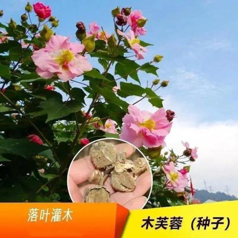 新采木芙蓉种子芙蓉花拒霜花地芙蓉春播秋播多年生花卉种子