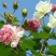 新采木芙蓉种子芙蓉花拒霜花地芙蓉春播秋播多年生花卉种子