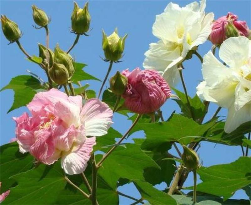 新采木芙蓉种子芙蓉花拒霜花地芙蓉春播秋播多年生花卉种子