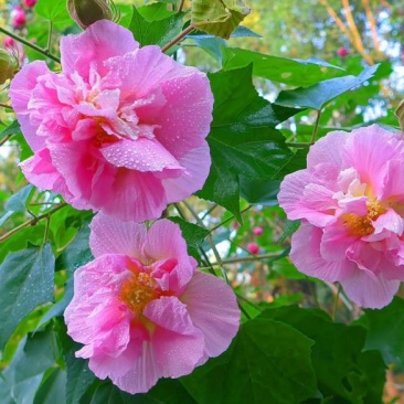 新采木芙蓉种子芙蓉花拒霜花地芙蓉春播秋播多年生花卉种子