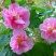 新采木芙蓉种子芙蓉花拒霜花地芙蓉春播秋播多年生花卉种子
