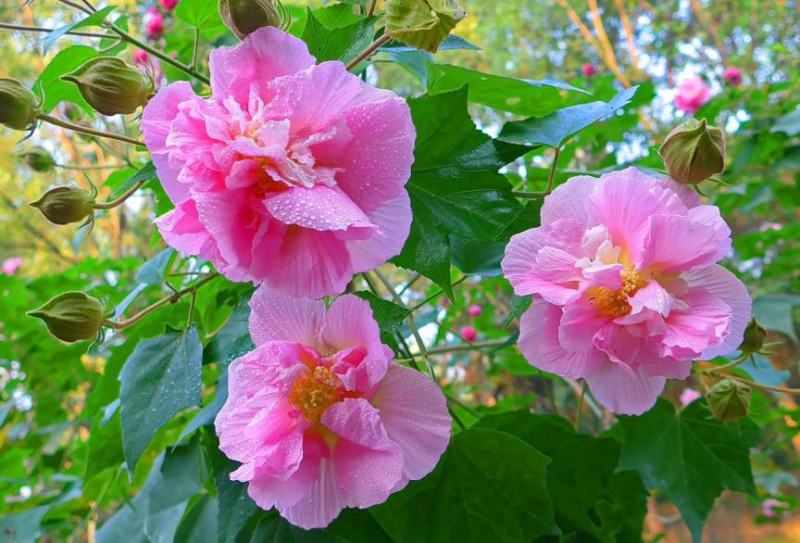 新采木芙蓉种子芙蓉花拒霜花地芙蓉春播秋播多年生花卉种子