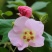 新采木芙蓉种子芙蓉花拒霜花地芙蓉春播秋播多年生花卉种子