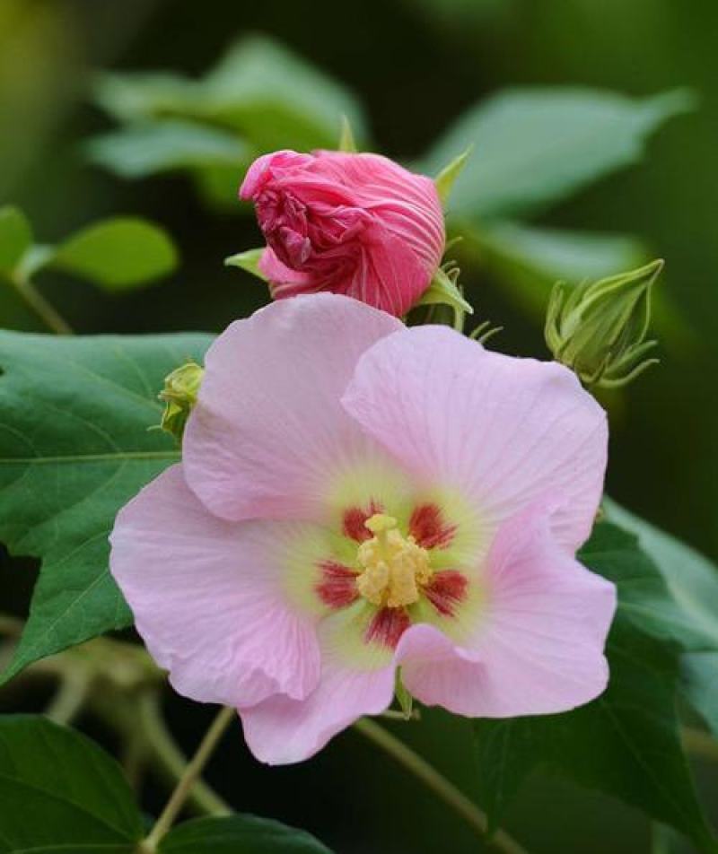 新采木芙蓉种子芙蓉花拒霜花地芙蓉春播秋播多年生花卉种子
