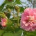 新采木芙蓉种子芙蓉花拒霜花地芙蓉春播秋播多年生花卉种子