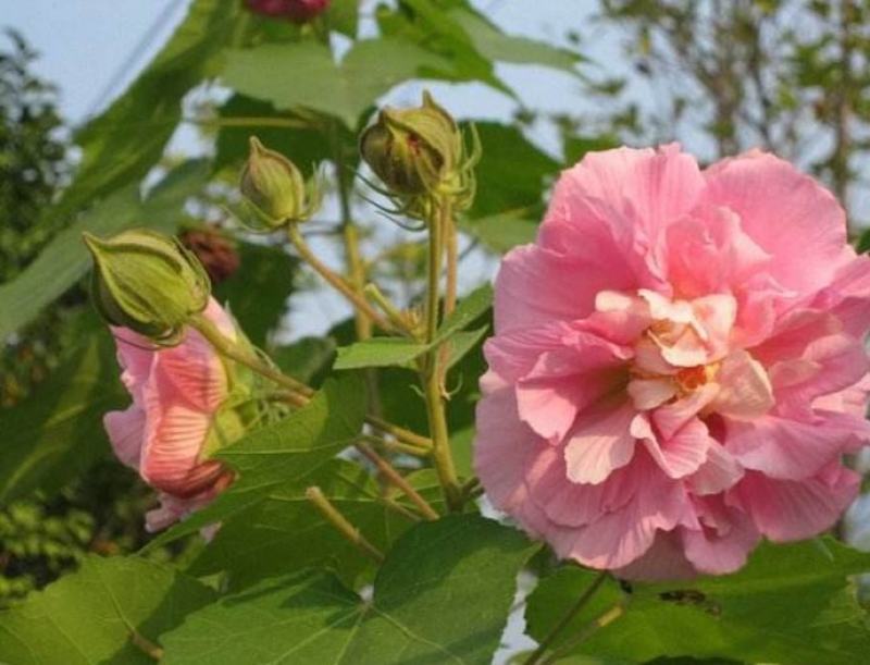 新采木芙蓉种子芙蓉花拒霜花地芙蓉春播秋播多年生花卉种子