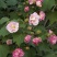 新采木芙蓉种子芙蓉花拒霜花地芙蓉春播秋播多年生花卉种子