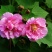 新采木芙蓉种子芙蓉花拒霜花地芙蓉春播秋播多年生花卉种子