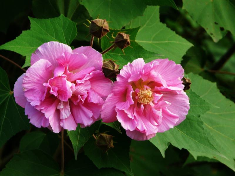 新采木芙蓉种子芙蓉花拒霜花地芙蓉春播秋播多年生花卉种子