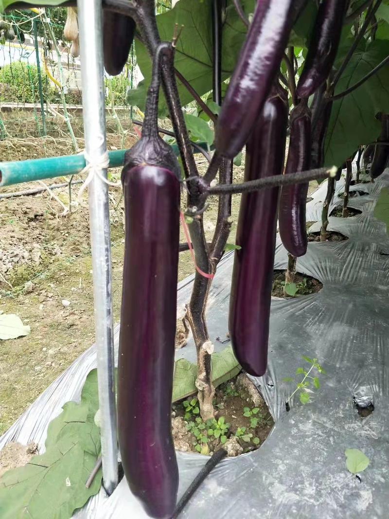 紫红长茄，茄子种子，深紫红色，商品性好，品质保障