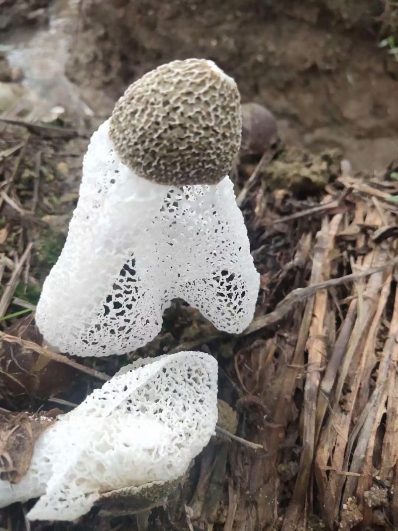 竹荪干货古田竹笙长裙竹荪菌农家干货特产新货食用菌