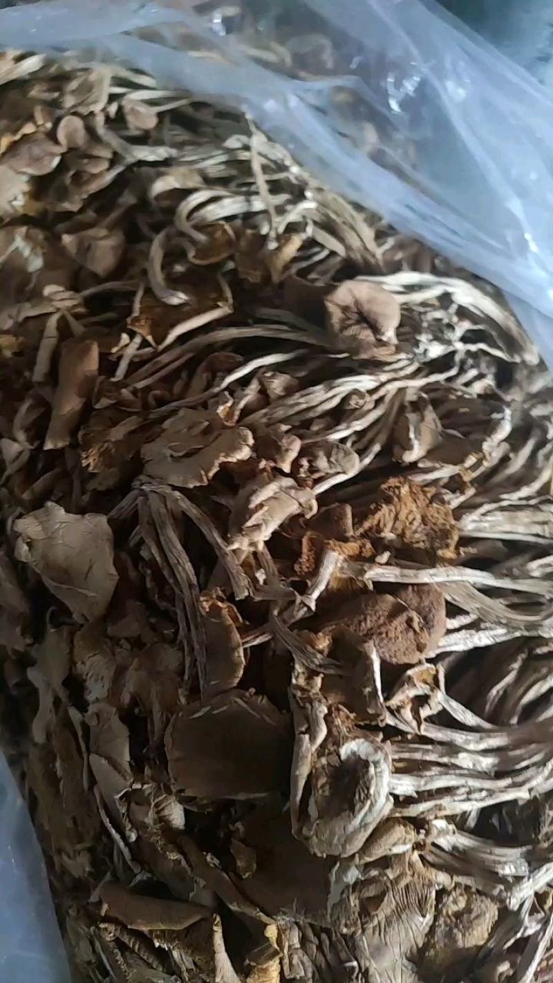 福建古田特产新货茶树菇干货煲汤菌包农家特产量大从优