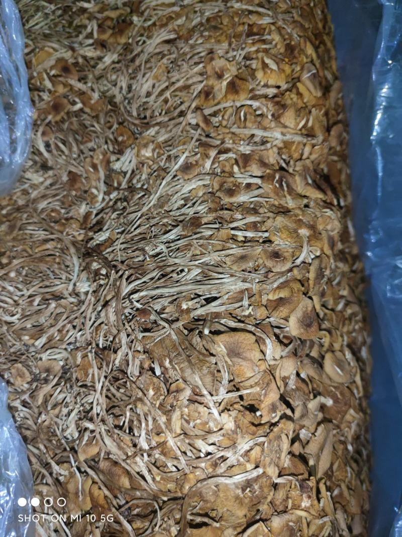 福建古田特产新货茶树菇干货煲汤菌包农家特产量大从优
