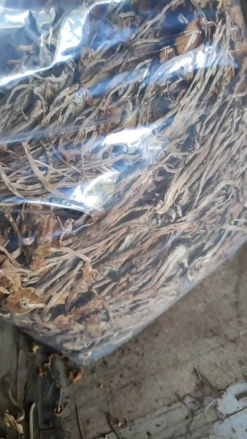 福建古田特产新货茶树菇干货煲汤菌包农家特产量大从优
