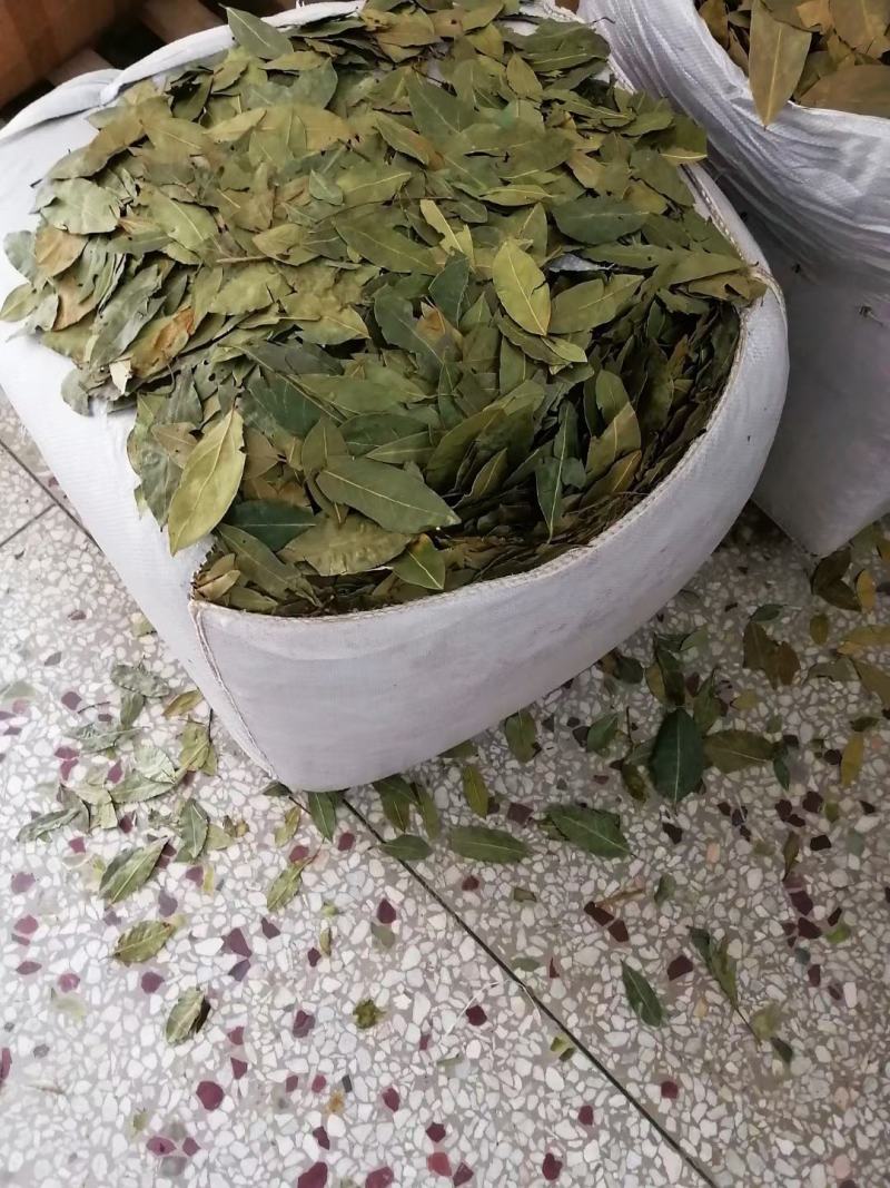 香叶特绿精品月桂叶香料卤料调料产地直销批发包邮