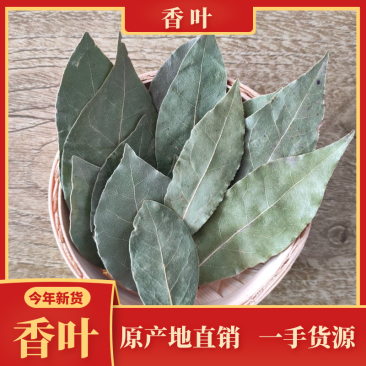 香叶特绿精品月桂叶香料卤料调料产地直销批发包邮