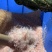 商品鳄鱼尾尖肉每条都可带合法养殖的标签可直接下单