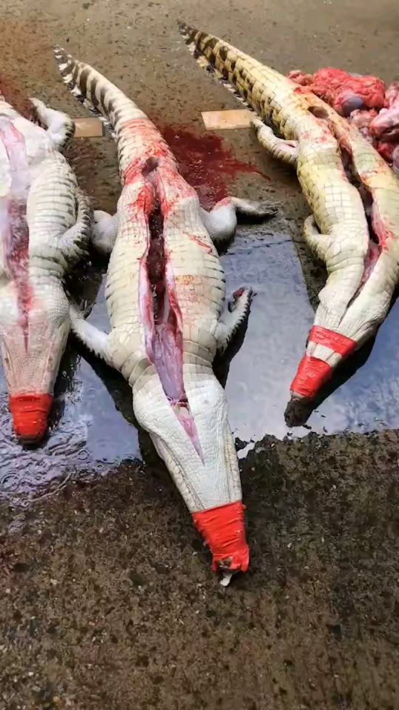 商品鳄鱼尾尖肉每条都可带合法养殖的标签可直接下单