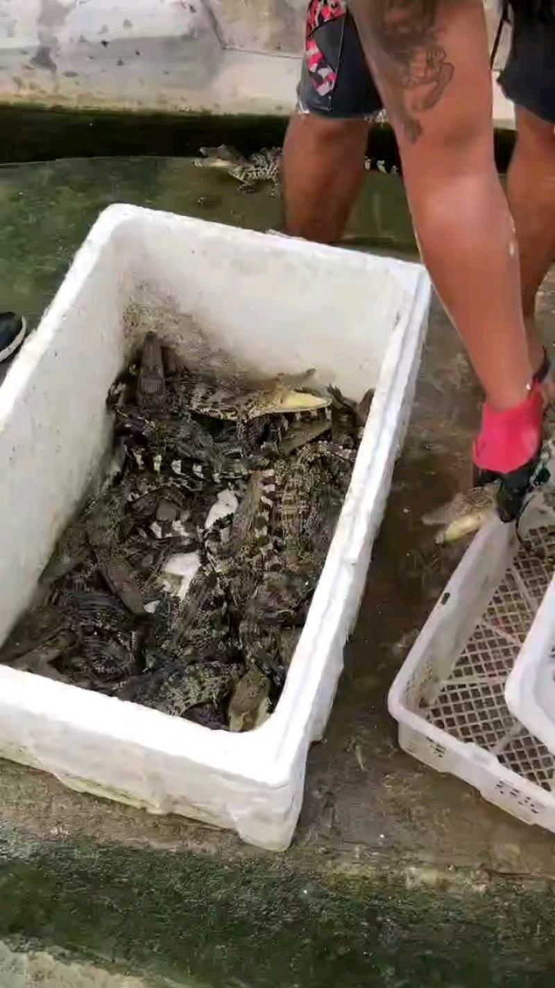 鳄鱼肉每条都可带合法养殖的标签需要可直接下单