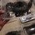 鳄鱼肉每条都可带合法养殖的标签需要可直接下单
