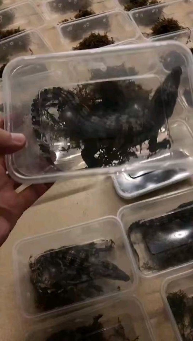 鳄鱼肉每条都可带合法养殖的标签需要可直接下单