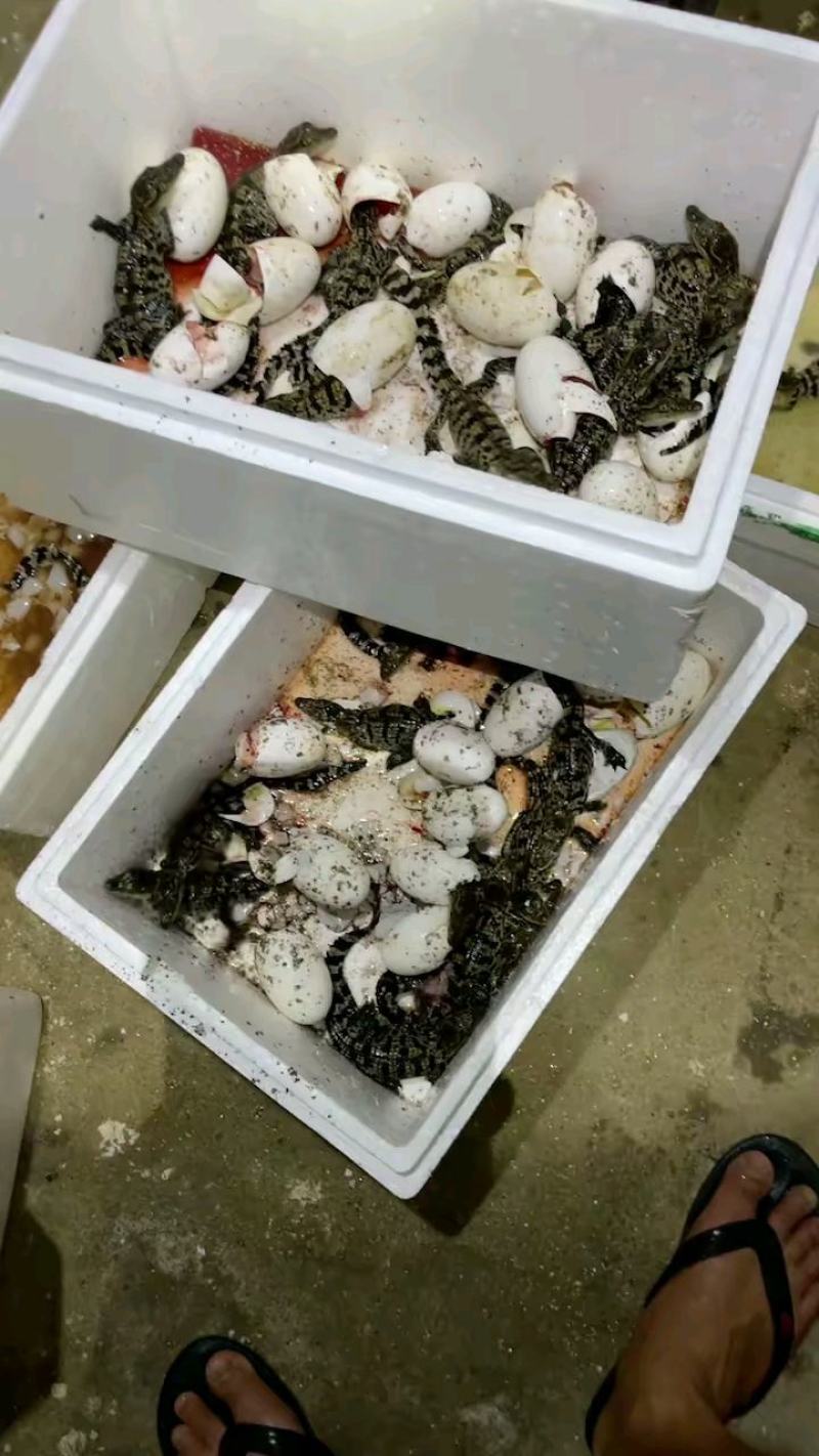 鳄鱼肉每条都可带合法养殖的标签需要可直接下单