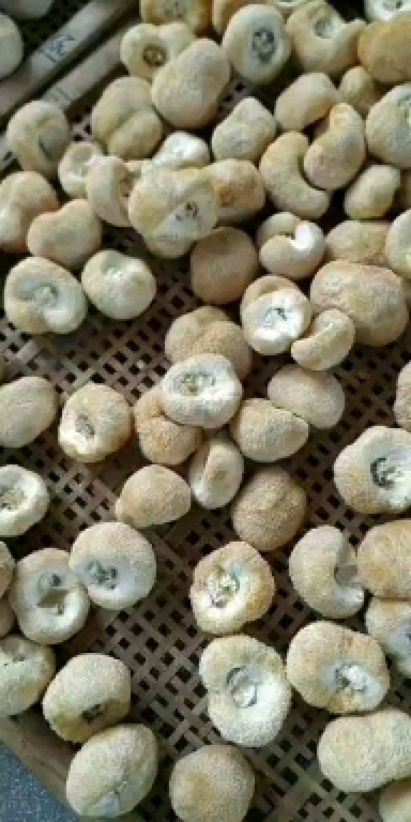 古田猴头菇农家特产食用菌干货猴菇新鲜干货猴头菌