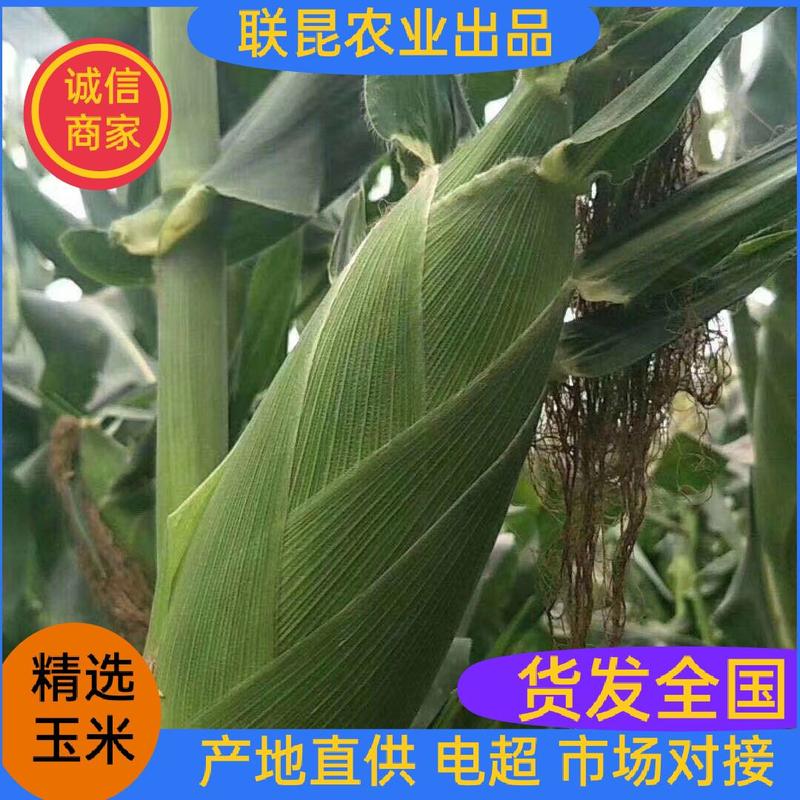 福建漳州甜玉米，水果玉米，9号，太阳花，产地直销