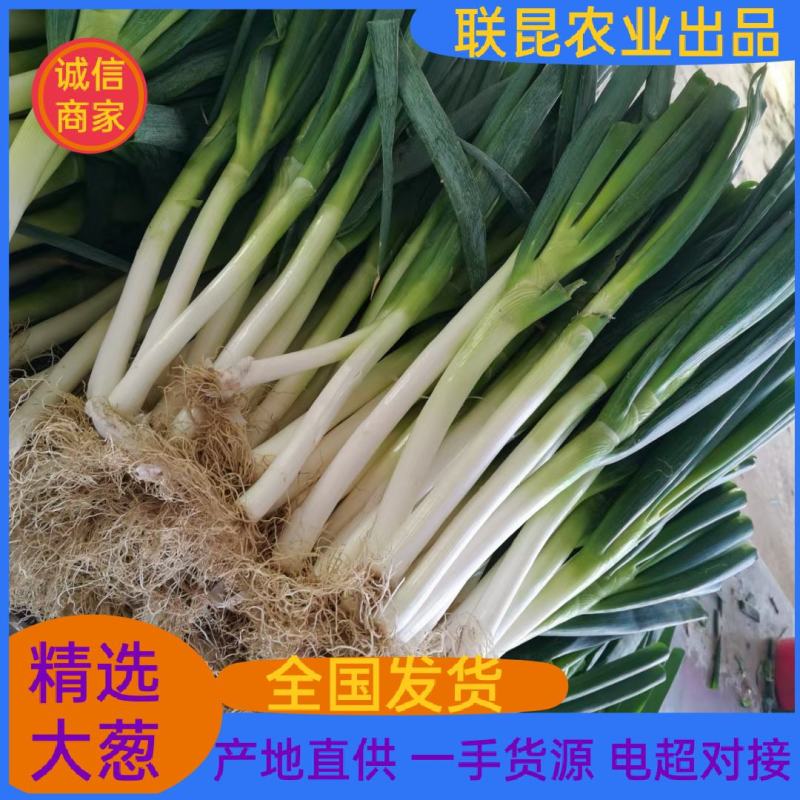 福建精品优质天光一本大葱现挖现卖一手货源